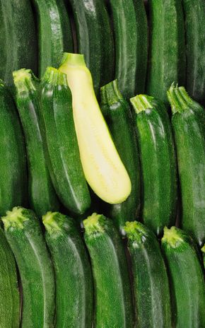 La Courgette verte