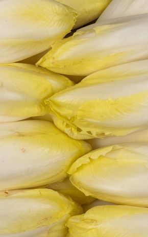 L'Endive de pleine terre en sachet