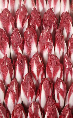 L'Endive rouge