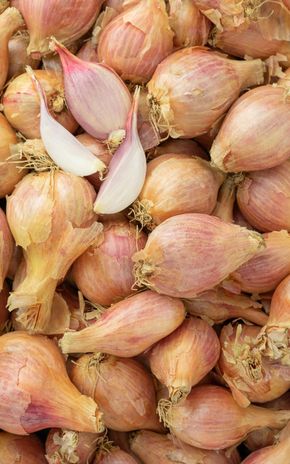 L’Échalote BIO