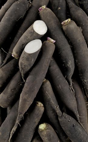 Le Radis noir