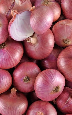 L'Oignon de Toulouges