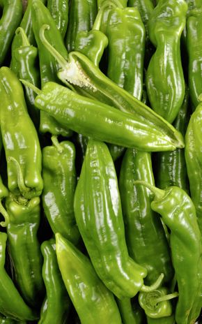 Le Poivron vert corne de boeuf