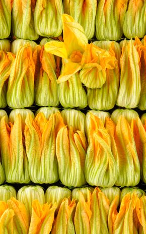 La Fleur de courgette