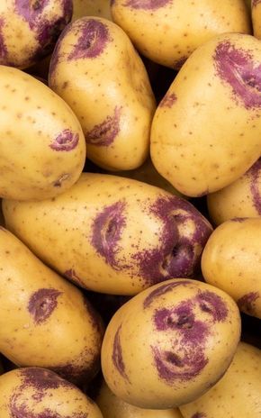 La Pomme de terre Blue Belle