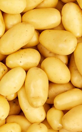 La pomme de terre primeur de Bretagne