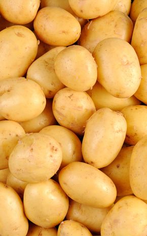 La Pomme de terre bintje