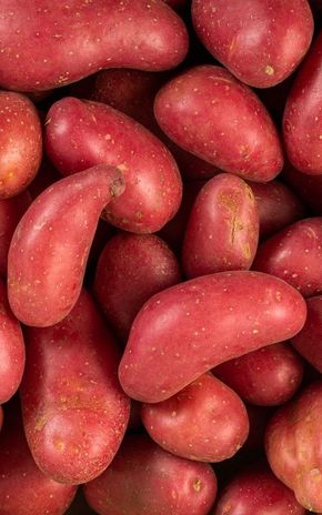 La Pomme de terre cheyenne