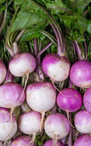 Le Navet en botte HVE