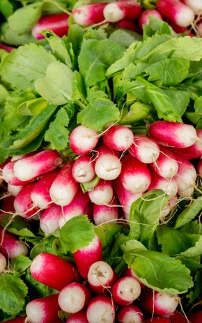 Le Radis rose botte BIO