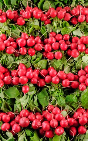 Le Radis botte rouge