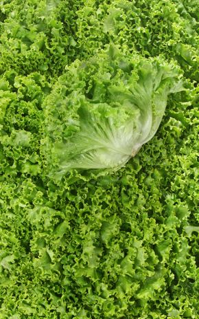 La Salade batavia verte