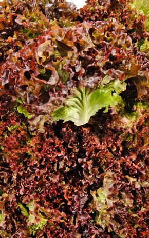 La Salade batavia rouge