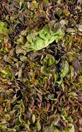 La Salade feuille de chêne rouge