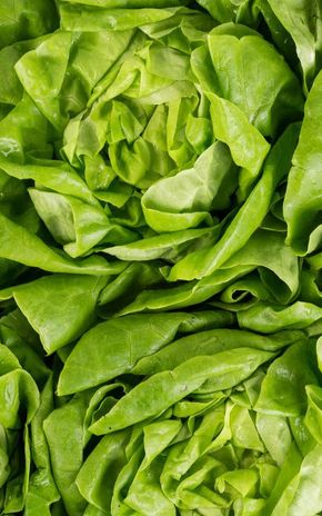 La Salade laitue verte