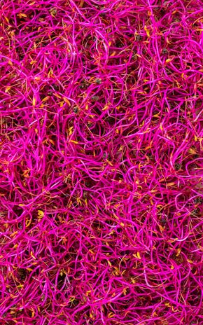 Les Graines germées de betteraves rouges HVE