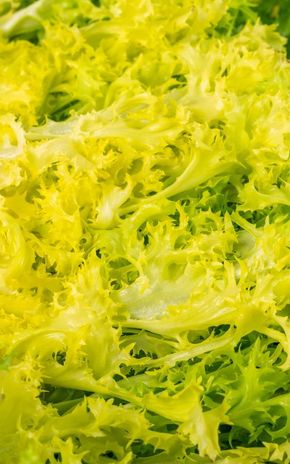 La Salade frisée