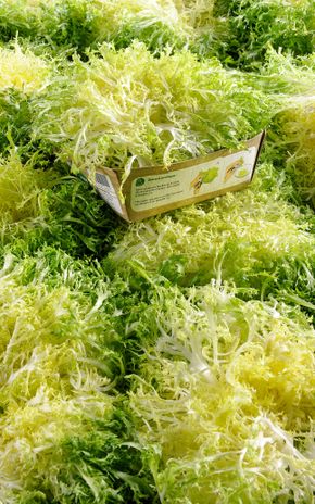 La Salade frisée fine (petit calibre)