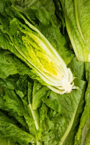 La Salade romaine