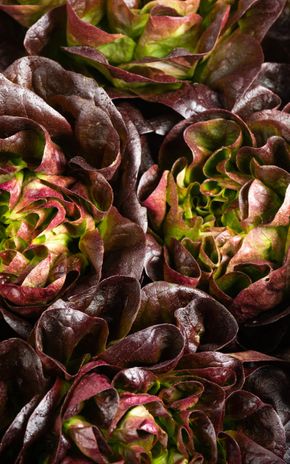 La Salade rouge multi-feuilles