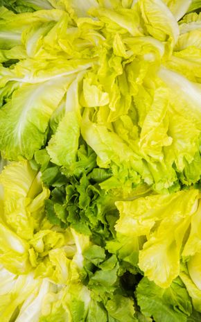 La Salade scarole