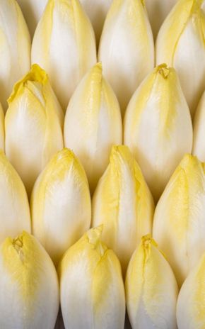 L'Endive BIO