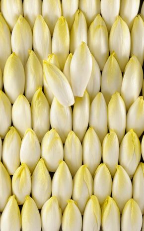 Les Jeunes pousses d'endives
