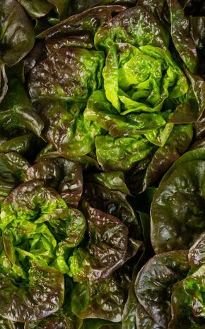 La Salade rougette