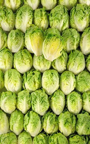 Les Têtes de salade sucrine
