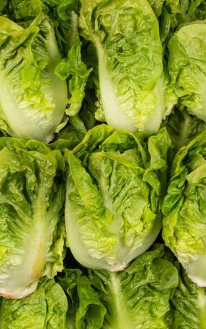 La Salade sucrine par 3 têtes