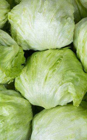 La Salade iceberg BIO