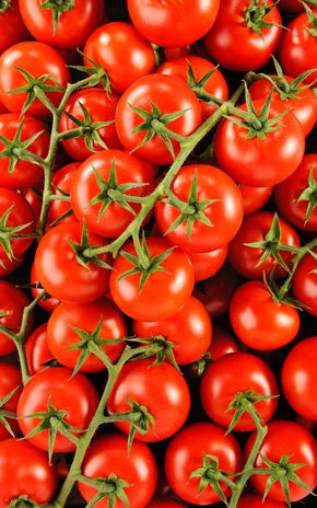 La Tomate grappe Avalantino HVE
