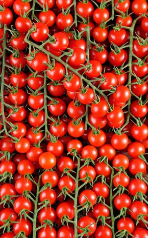 La Tomate cerise rouge grappe HVE du "Jardin de Rabelais"