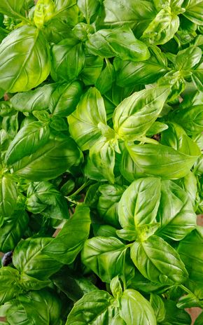 Le Basilic grande feuille en motte