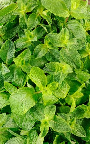 La Menthe