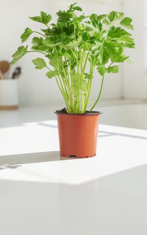Le Persil plat en pot