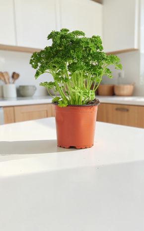 Le Persil frisé en pot