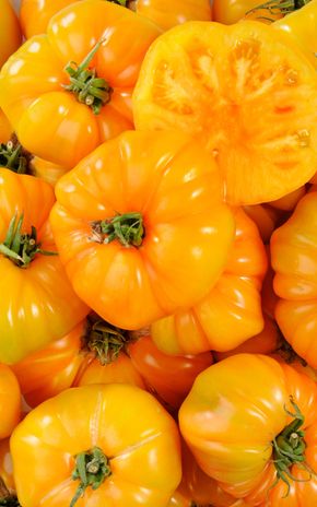 La Tomate ananas - Sélection variété ancienne