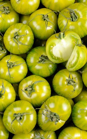 La Tomate zébrée verte - Sélection variété ancienne