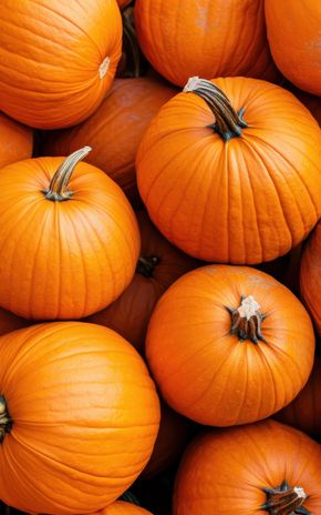 Citrouille d'Halloween Jack O' Lantern
