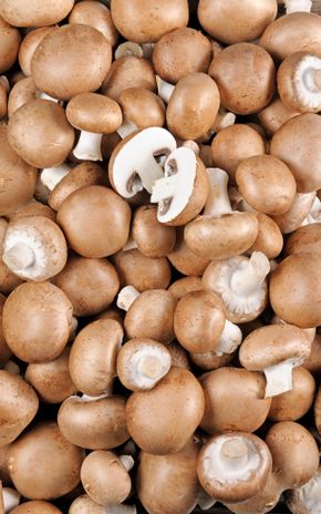 Le Champignon brun BIO