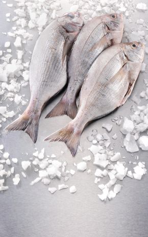 La Daurade grise vidée