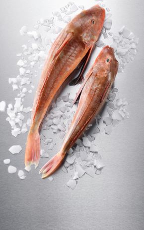 Le Grondin perlon entier