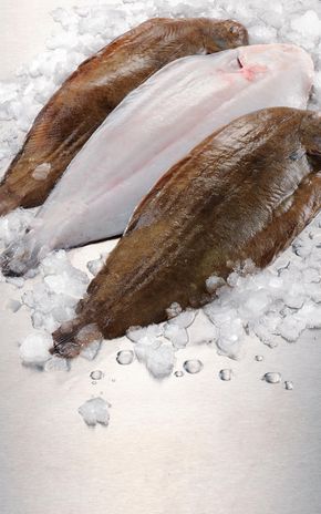 La Sole d'élevage vidée