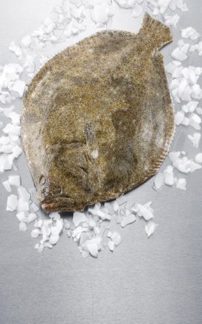 Le Turbot sauvage