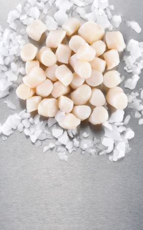 Les Noix de pétoncle blanches