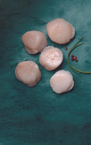 Les Noix de Saint-Jacques blanches de Normandie