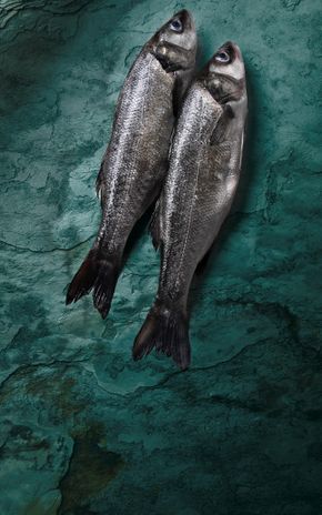 Le Bar d'élevage vidé