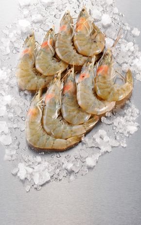 Les Gambas entières crues 16/40