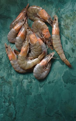 Les Gambas crues 16/20